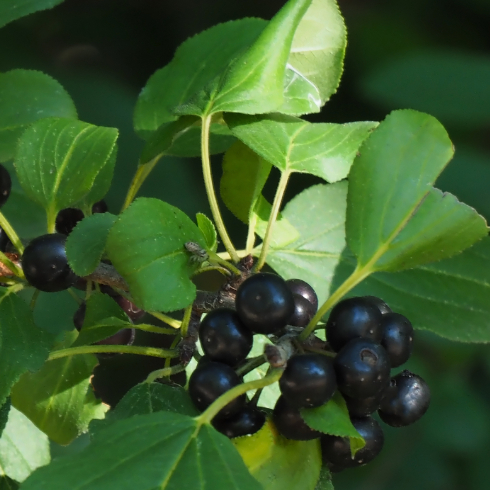 Buckthorn Close-up of the purple and black berries on a common buckthorn tree with lush vegetation in the background.