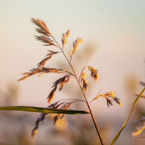Common Reed A shot focused in on a common reed plant