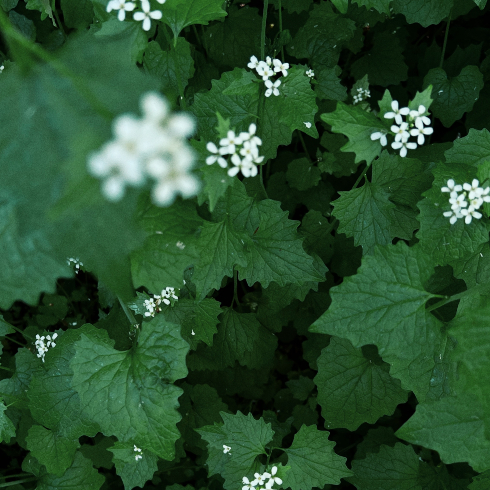 Garlic Mustard An overhead shot of a flowering garlic mustard plant