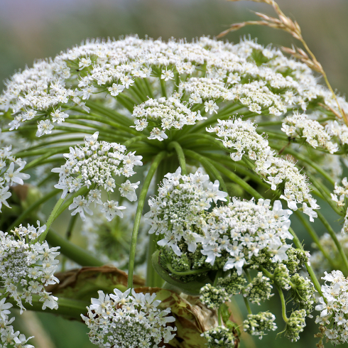Giant Hogweed Large hogweed Along side of The road - stock photo