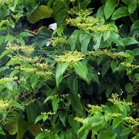 Japanese Knotweed Close-up shot of a Fallopia japonica Plant