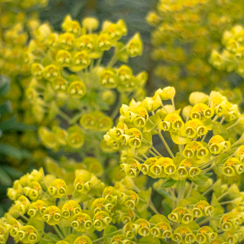 Leafy Spurge Euphorbia plants in bright sunlight on a green background in springtime.