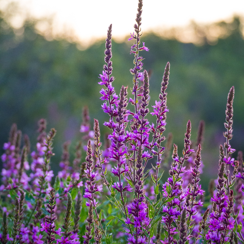 Purple Loosestrife Tall purple loosestrife flowers