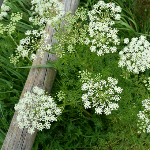 Wild Caraway Caraway plant (Carum carvi) in full bloom on mountain trail.