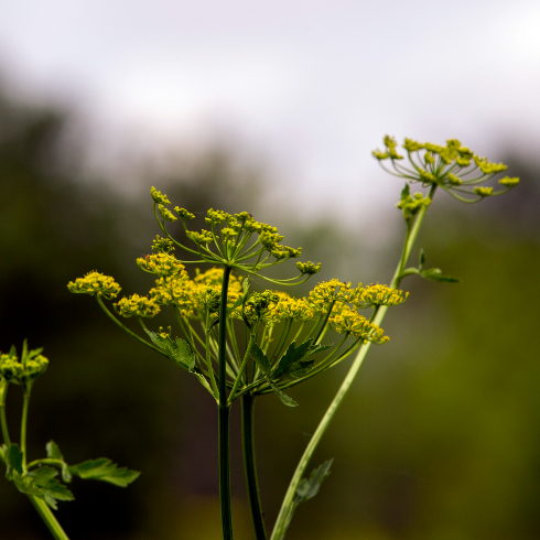 Wild Parsnip Wild parsnip (Pastinaca sativa) is a biennial/perennial herb that makes many break out in a rash similar to poison ivy. AKA poison parsnip