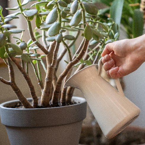 Jade Plant A hand reaches out to water a jade succulent plant with a jug of water