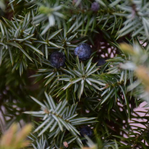 Evergreen Juniper Canadian plants: A close up of an evergreen juniper tree