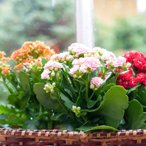 Kalanchoe (Kalanchoe sp.) Kalanchoe (Kalanchoe sp.)