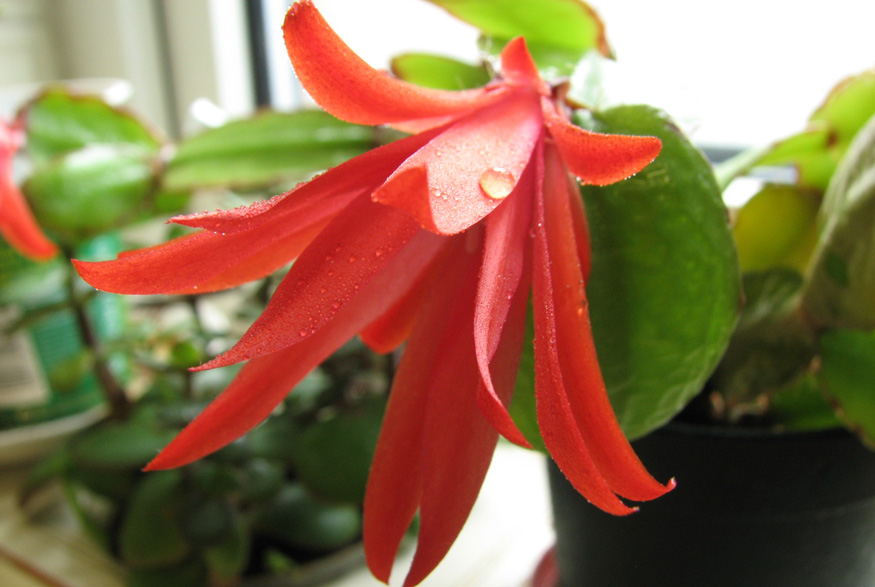 10. Keep it Humid Christmas cactus flower close up
