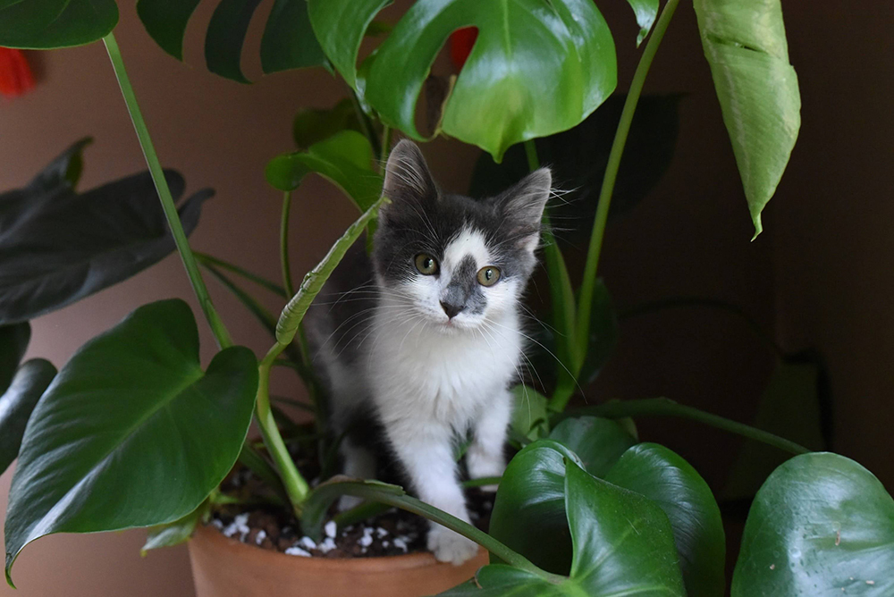 Train Your Cat to Leave Your Plants Alone Black and white kitten standing in a potted monstera
