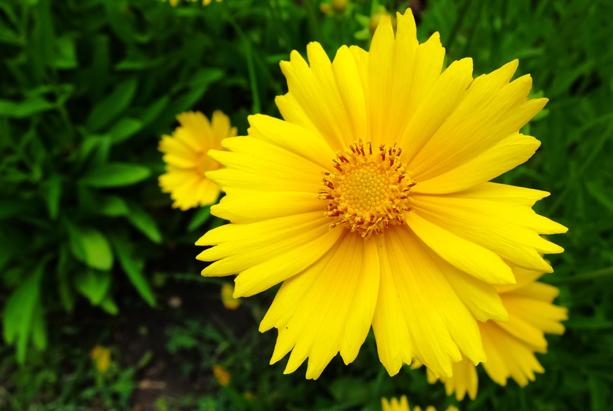 Lance-leaved Coreopsis (Coreopsis lanceolata) Lance-leaved Coreopsis (Coreopsis lanceolata)