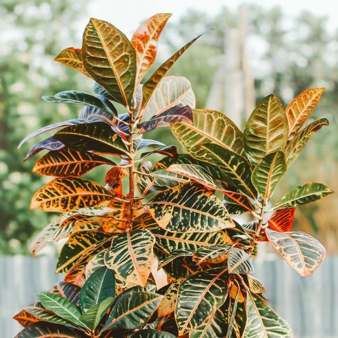 Petra Croton large petra croton with colourful leaves