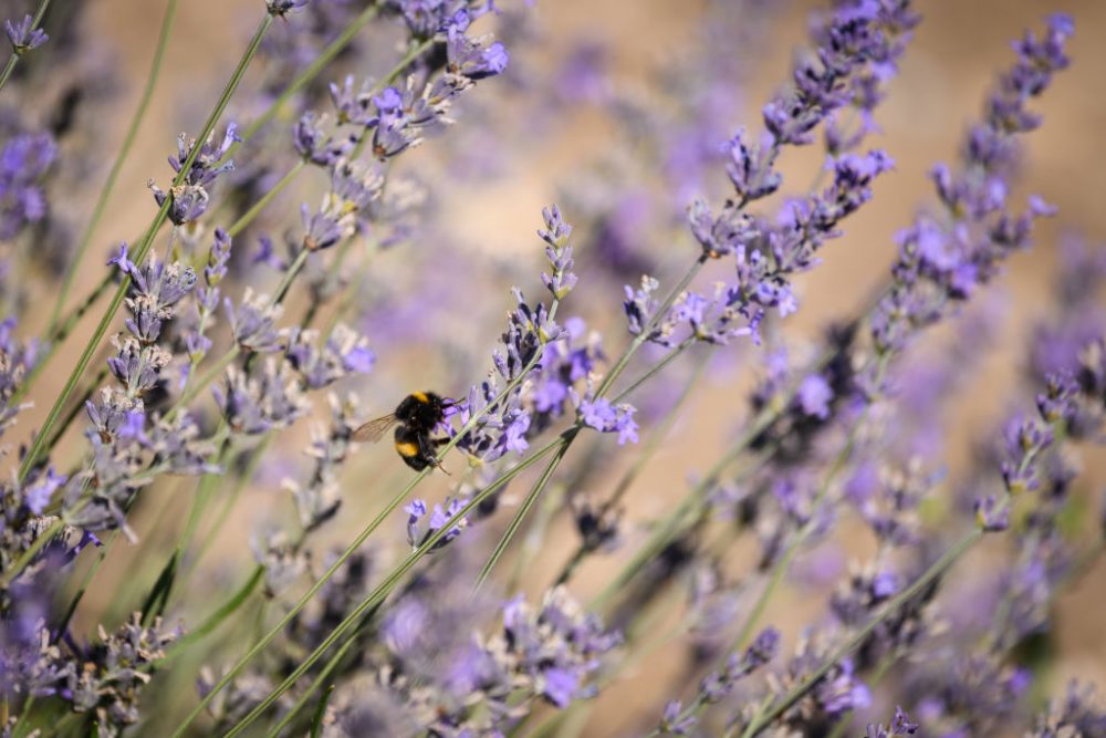 Lavender Lavender And Sunflower Season Coming To A Close In Hitchin
