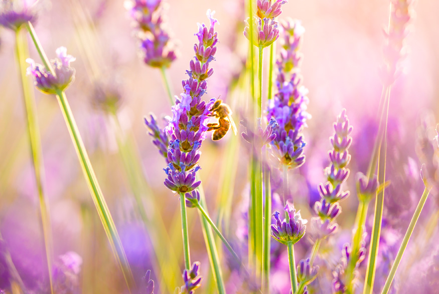 Lavender Hyssop (agastache foeniculum) Lavender Hyssop (agastache foeniculum)