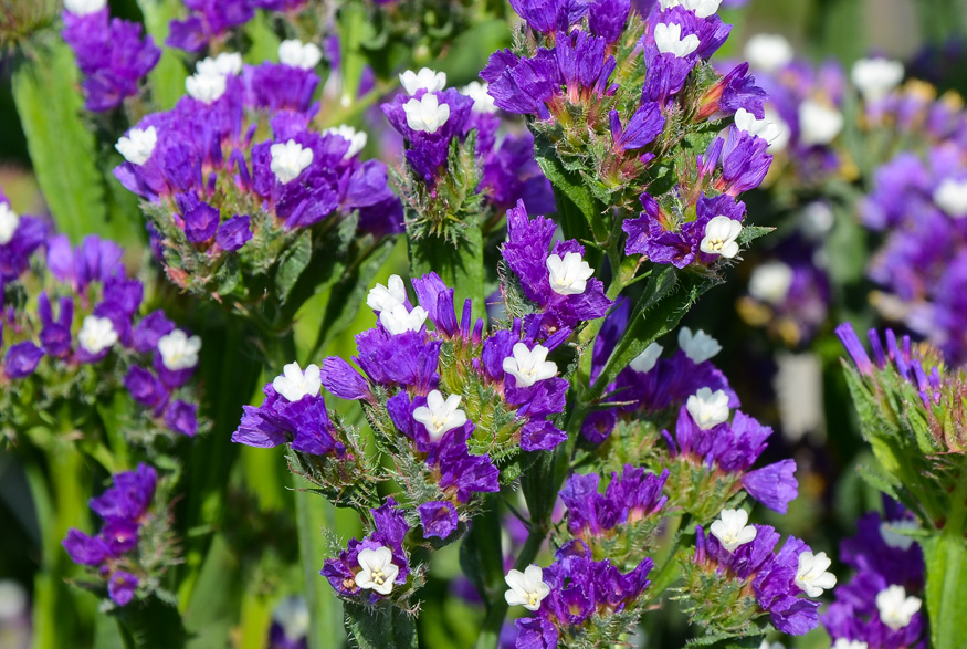 Lavender (Lavandula spp.) Lavender (Lavandula spp.)