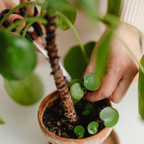 Leave Bits of Stem Intact Trimming a plant
