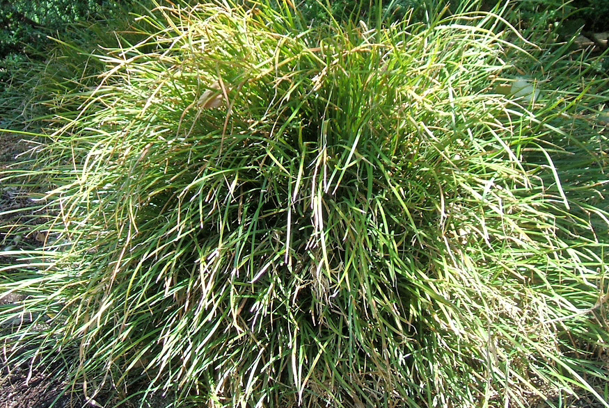 6. Lilyturf Lilyturf