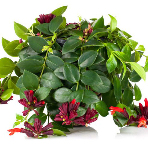 Lipstick Plant (Aeschynanthus radicans) Lipstick Plant (Aeschynanthus radicans)