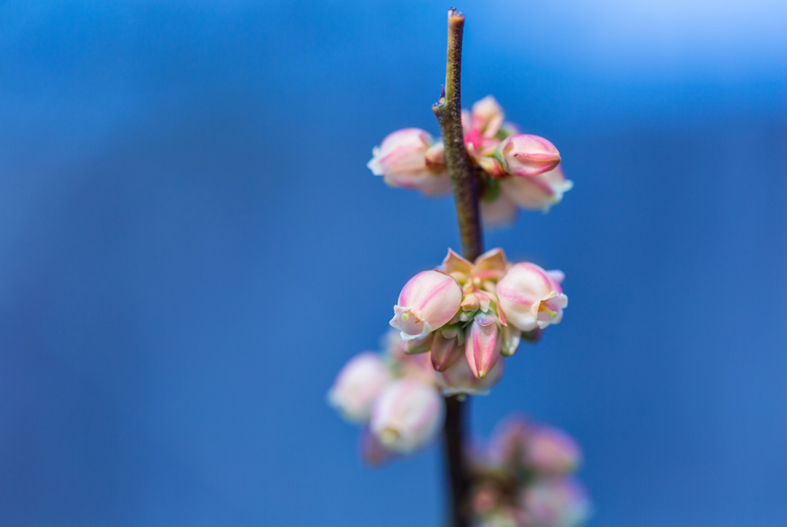 Lowbush Blueberry (vaccinium angustifolium) Lowbush Blueberry (vaccinium angustifolium)