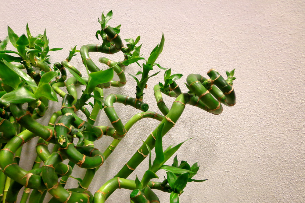 Lucky Bamboo (Dracaena Sanderiana) Lucky Bamboo