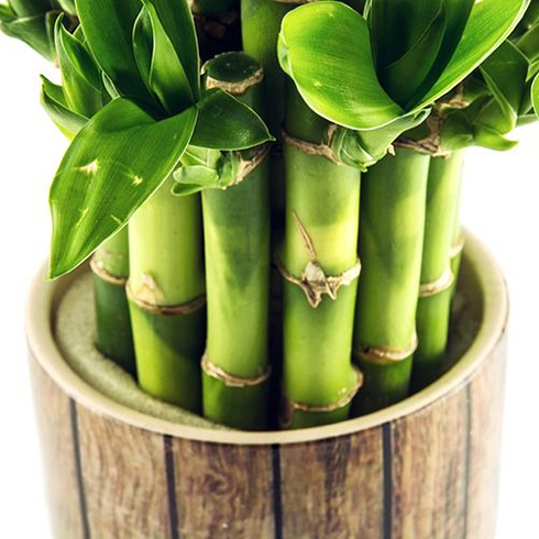 4. Lucky Bamboo (Dracaena Braunii) Lucky Bamboo (Dracaena Braunii)