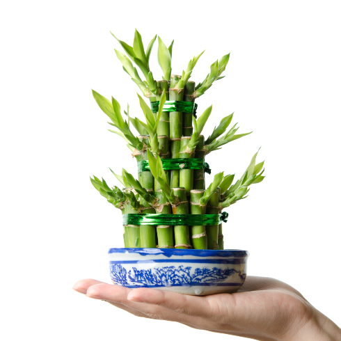 Lucky Bamboo Small lucky bamboo plant in blue pot in palm of someone's hand