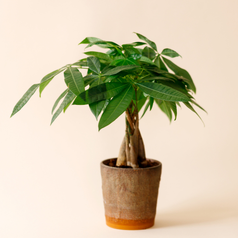 Money Tree small potted money tree in a brown pot