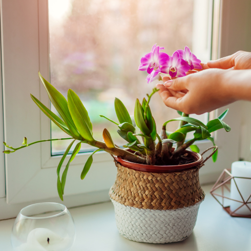Orchids Small orchid plant with pink flowers sitting in windowsill