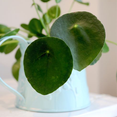 Pilea Pilea Peperomioides - Chinese Money Plant