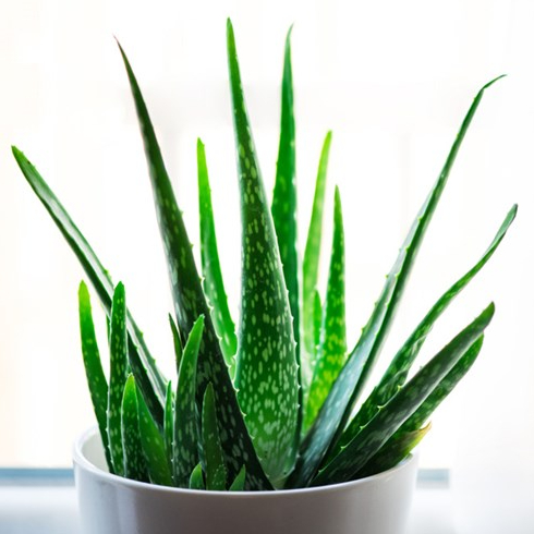 Aloe Vera A healthy aloe vera plant