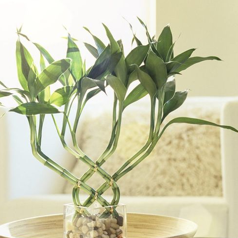 Lucky Bamboo Braided lucky bamboo plant sitting on a table in front of a white chair