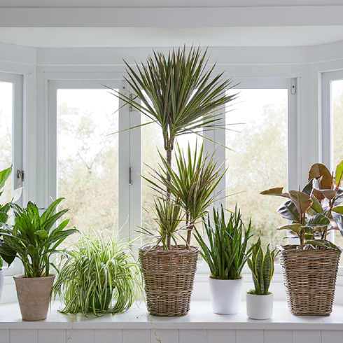 Dracaena Eight assorted plants sitting on a bright windowsill, including a Dracaena in the middle