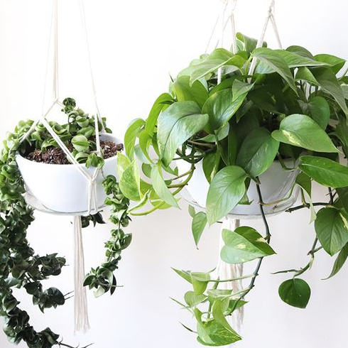 Golden Pothos Two hanging baskets with one plant each: one golden pothos and one rope hoya.