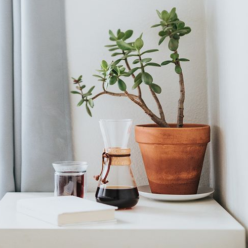 Jade A jade plant in a terracotta pot sits on an end table beside a coffeemaker and cup of coffee.