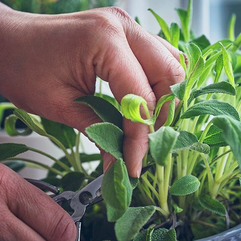 Sage Closeup of hands picking leaves from a potted sage plant.