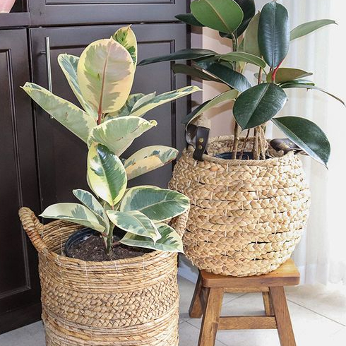 Rubber Plants Two ficus elastica plants in baskets on a tile floor in a bright corner.