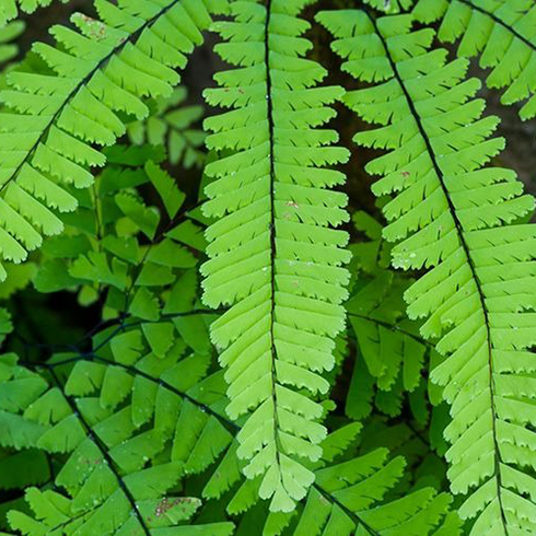 2. Maidenhair Fern (Adiantum) Maidenhair Fern (Adiantum)