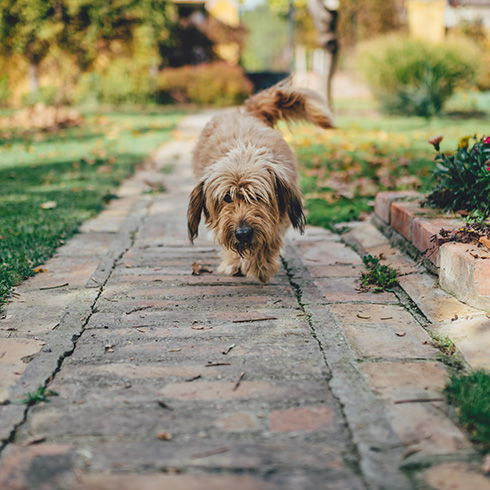 Make a Dog Path dog walking on a path