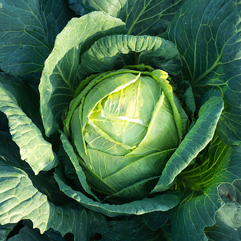 Manitoba Closeup of a cabbage