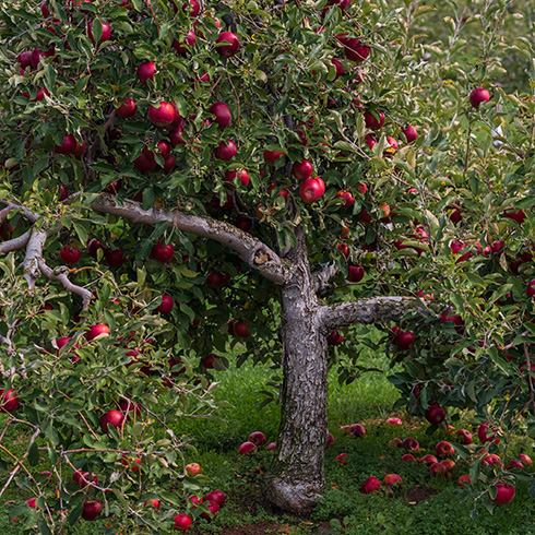 Manitoba A photo of an apple tree filling the frame
