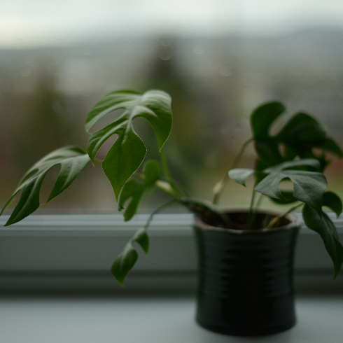 Mini Monstera A mini monstera plant sitting on a windowsill