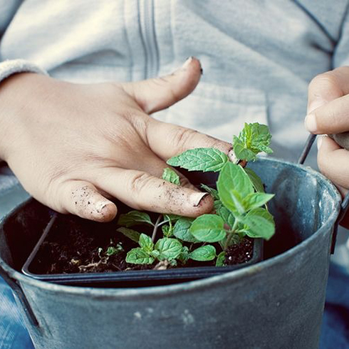 6. Mint (Mentha) Mint (Mentha)