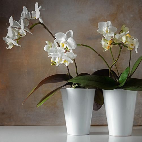 17. Moth Orchid (Phalaenopsis) Moth Orchid (Phalaenopsis)