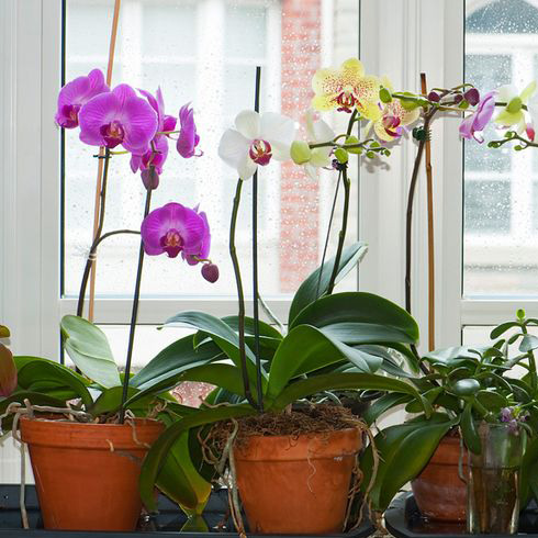 Moth Orchids (Phalaenopsis) Moth Orchids (Phalaenopsis)