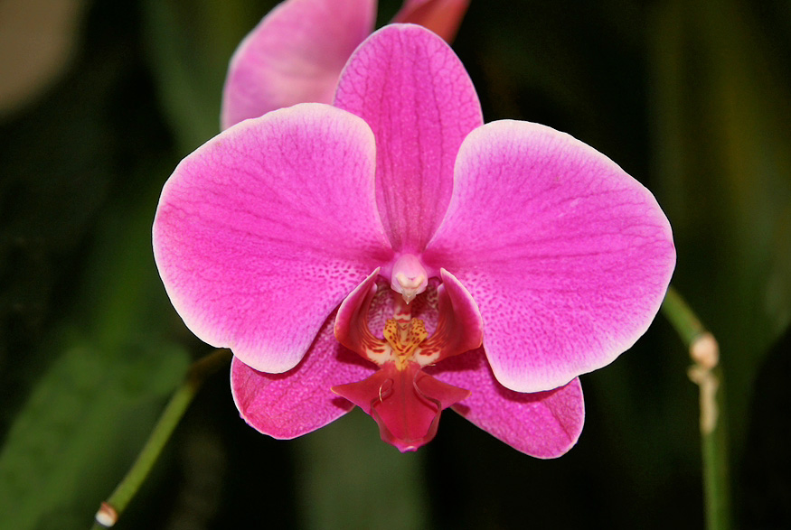 20. Moth Orchid Moth Orchid
