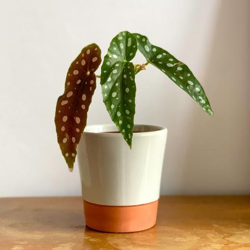 Move a Burned Plant Into the Shade Small green plant in white and terracotta pot