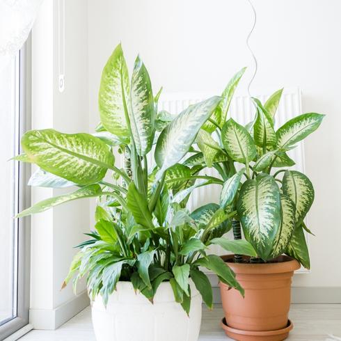 Move the Plant to a Sunny Location Plants by a windowsill