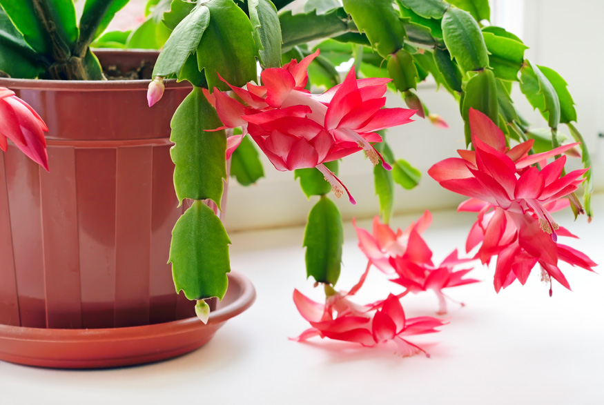 7. Move Your Plant in Winter Christmas cactus indoors