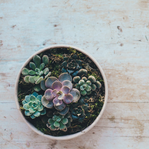Mushy Roots Mean Overwatering Close-up image of a succulent plant in a round container on a flat surface