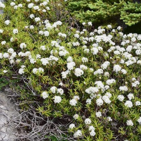 Alberta: Labrador Tea Native Canadian Plants: closeup of a bunch of tiny white clustered flowers on a low growing Rhododendron groenlandicum shrub
